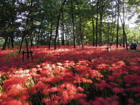 曼珠沙華まつりの様子