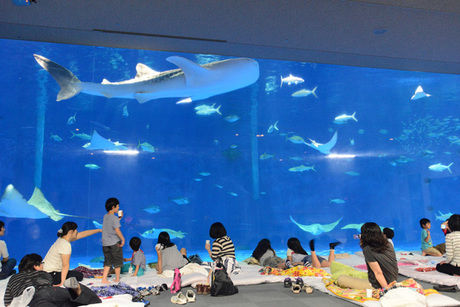 布団を敷いて座りながら大きな水槽を眺めている人たち