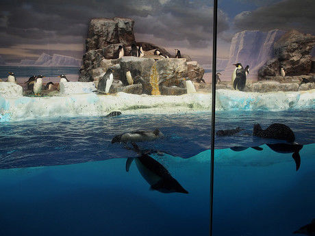 水族館のペンギン