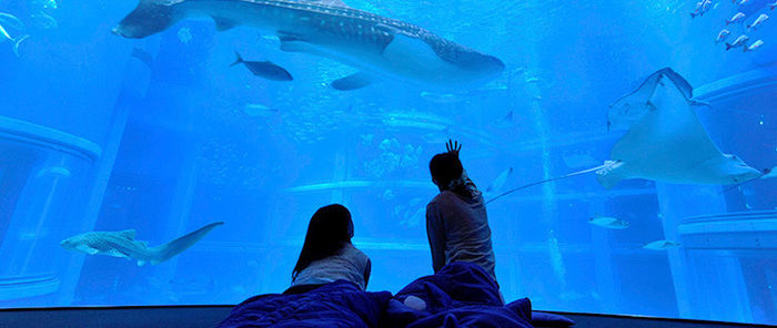水族館で魚を見ている男女