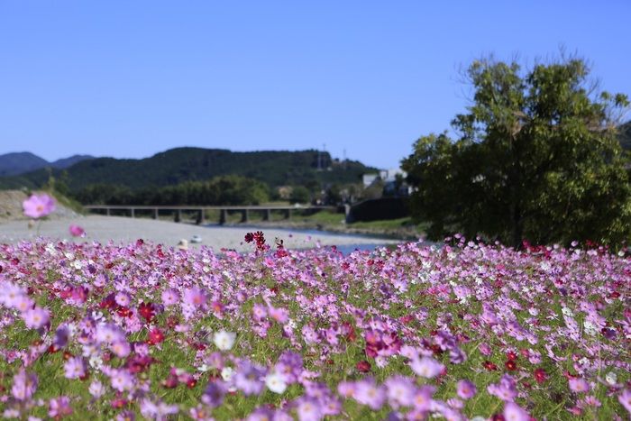 コスモスの名所の宮の前公園