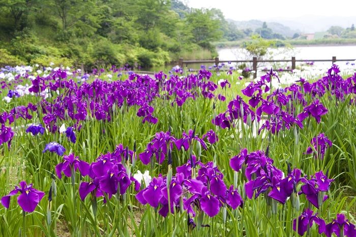 物見山総合公園のあやめ
