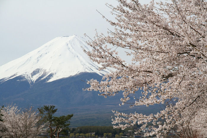 富士山を背景に咲く桜