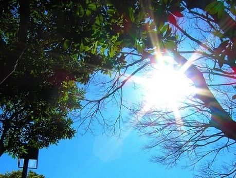 木々の間から差し込む光