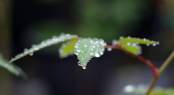 雨上がりの葉の様子
