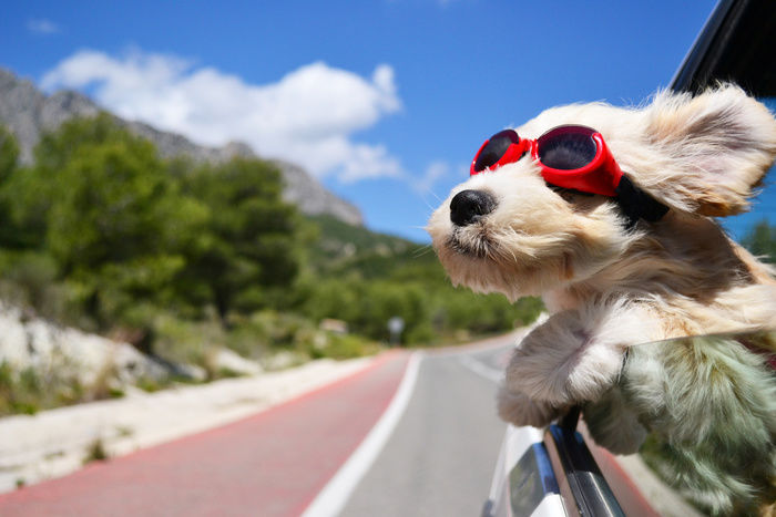 サングラスをして車から顔をだす犬