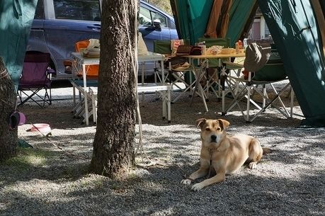 キャンプをしている横に伏せる犬