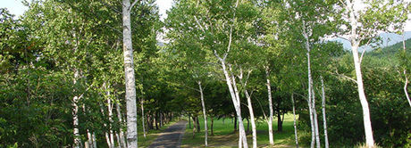 太平山リゾート公園の林