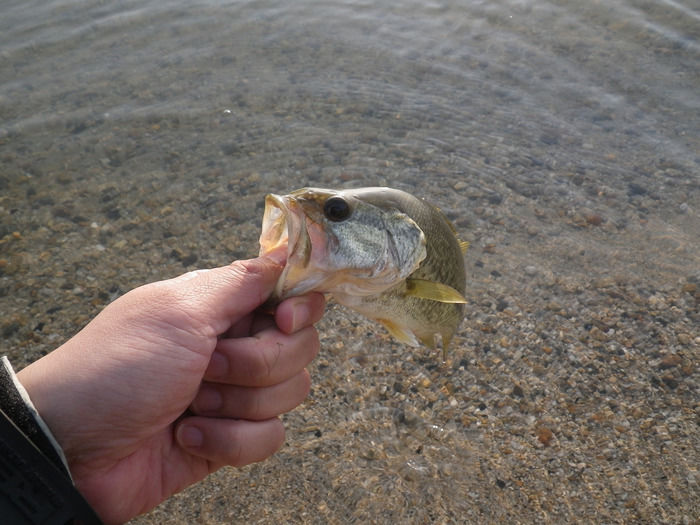 バス釣りをする人
