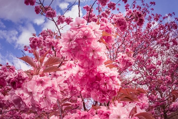 ピンク色の花