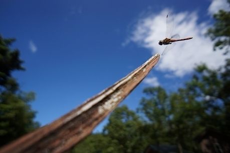 木に止まりかけているトンボ