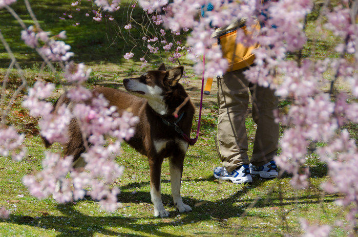 桜の下で散歩している人と犬