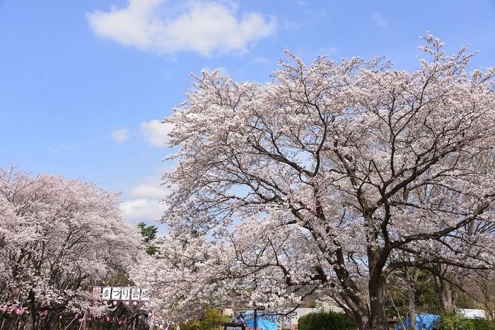 桜の木々