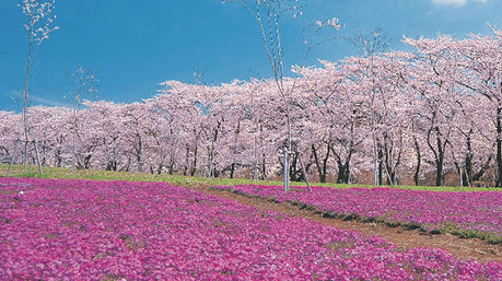 赤城山オートキャンプ場のお花畑