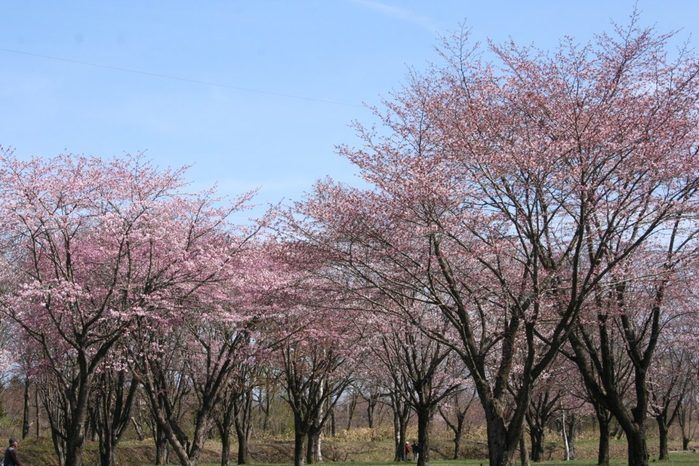 桜の木々