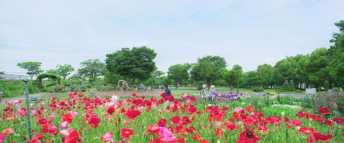 舎人公園のお花畑