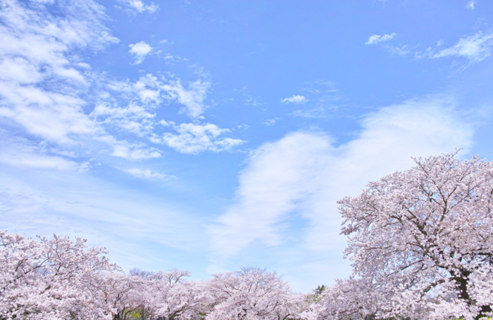 青空と桜