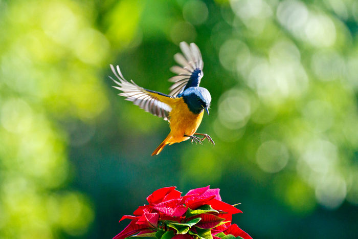 花に向かう鳥