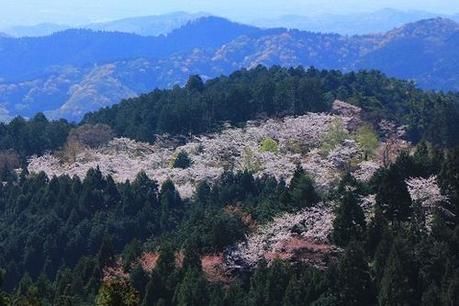 高尾山に咲いた桜の様子