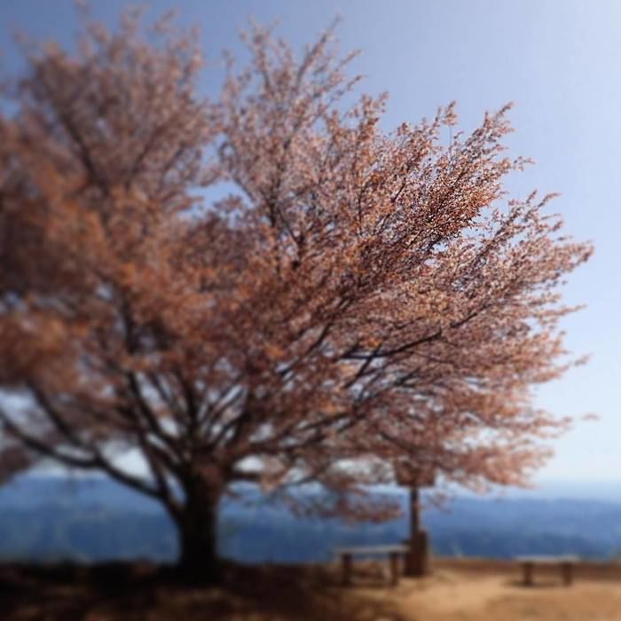 棒ノ折山の桜