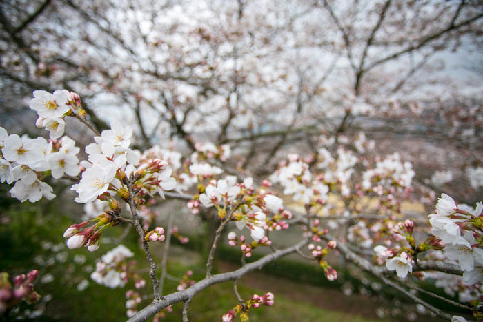 愛宕神社の桜