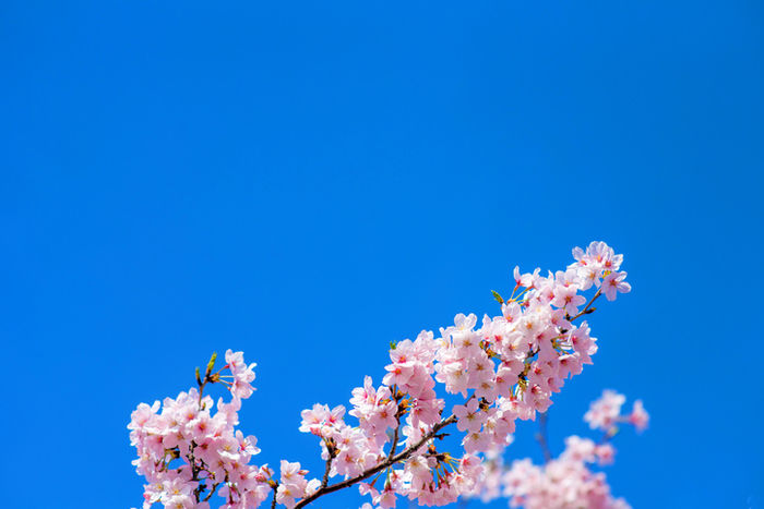 青空に生える桜