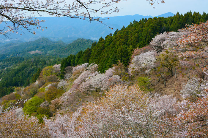 西行庵の桜
