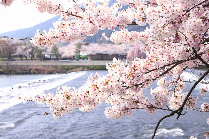 月輪寺の桜