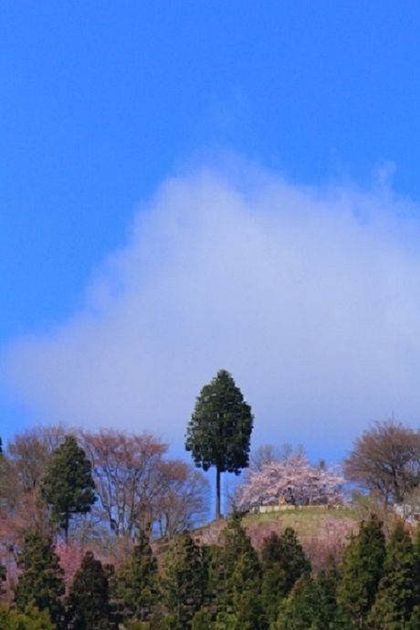 高尾山の山頂に生える木