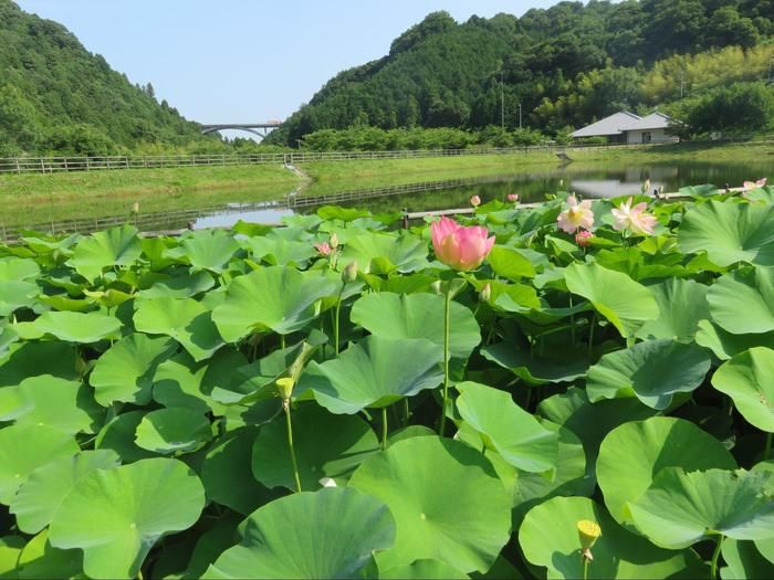 農業庭園たわわの景観