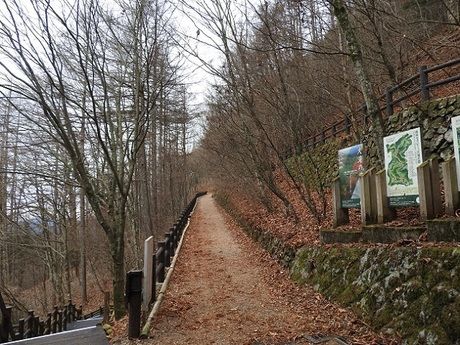 都民の森の林道