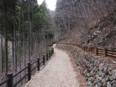 都民の森のウッドチップの敷かれた路