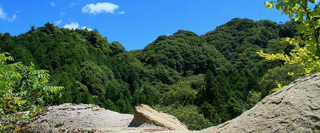 清和県民の森の自然