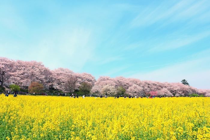 菜の花畑と桜