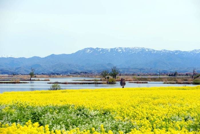 水の公園福島潟キャンプ場の菜の花畑