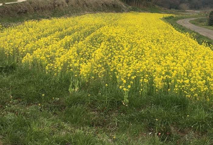 菜の花畑のイマイチな写真の例