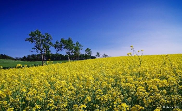 青空に映えると菜の花畑