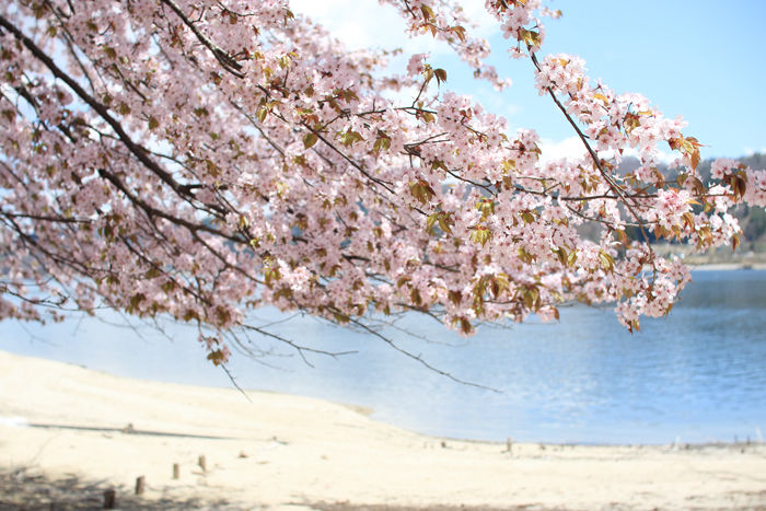 桜