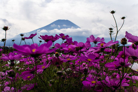 花の都公園