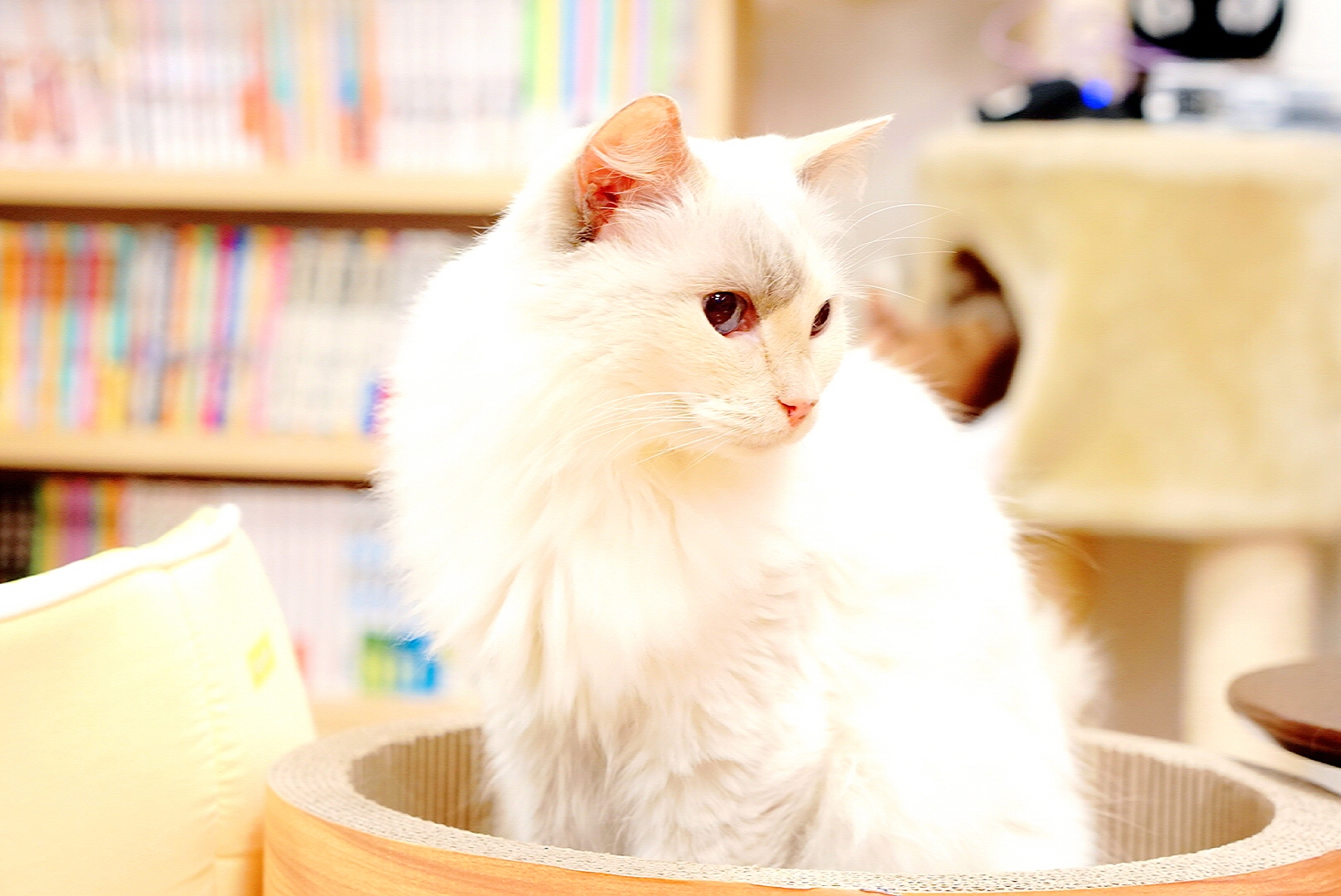 動物カフェの事業譲渡