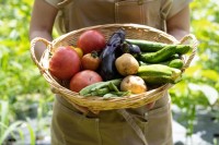 家庭野菜栽培事業の譲渡
