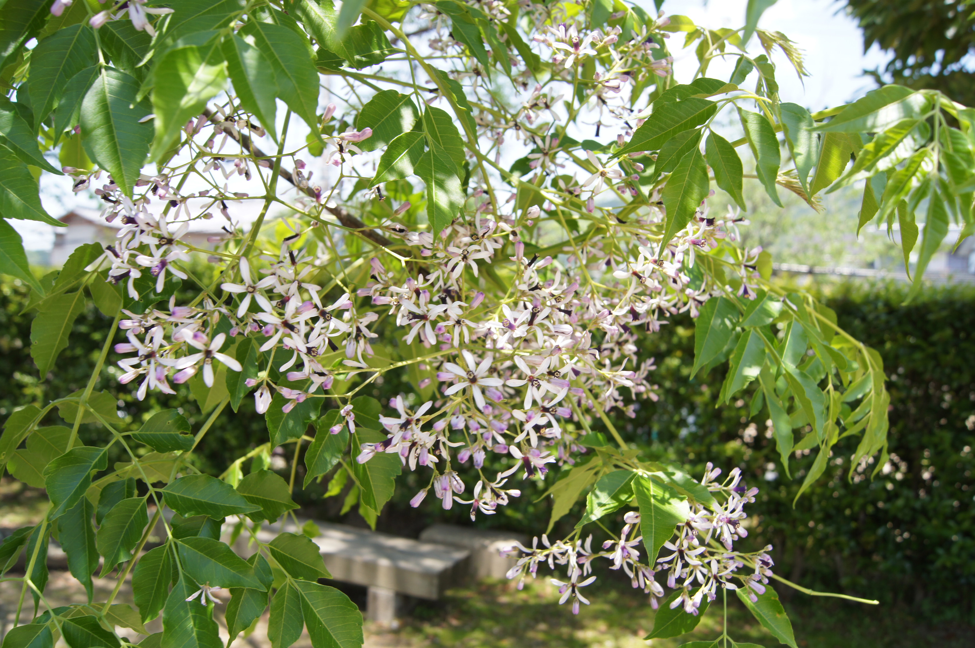 太宰府市文化ふれあい館 学芸だより