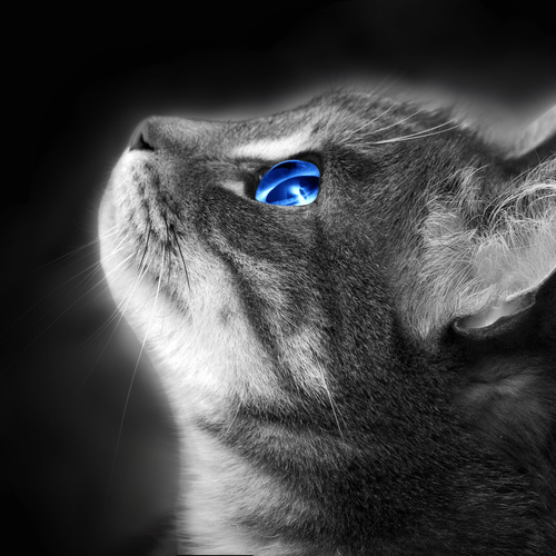 株式会社あつまる Qiita