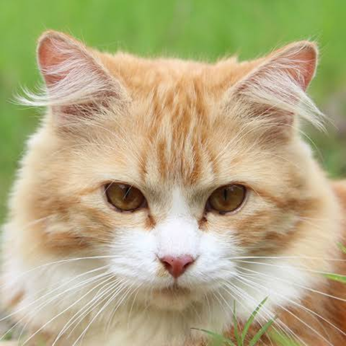 ランダムでチーム分けをするdiscord Botを作った Qiita