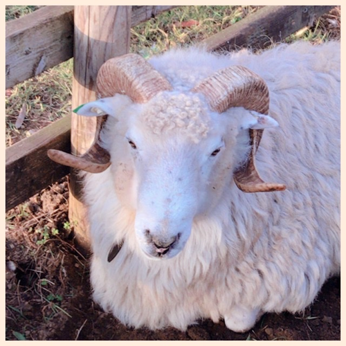 Db2 プロシージャ実行権限の確認方法と 移行方法について考える Qiita