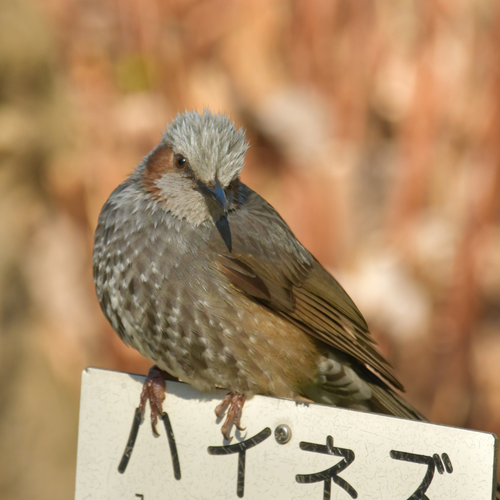 Macのpdfプレビューで編集保存ができない場合の対処法 Qiita