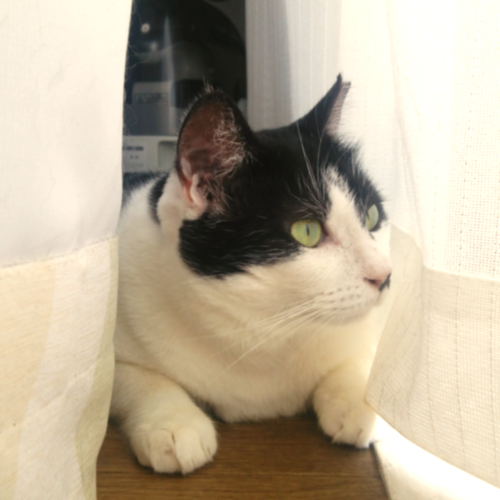 natsume_tomoko