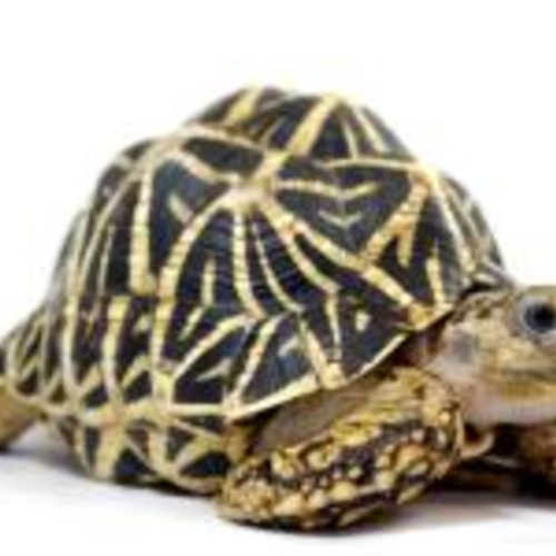 特定ディレクトリ内や特定拡張子のファイルを一括でパーミッション変更する方法