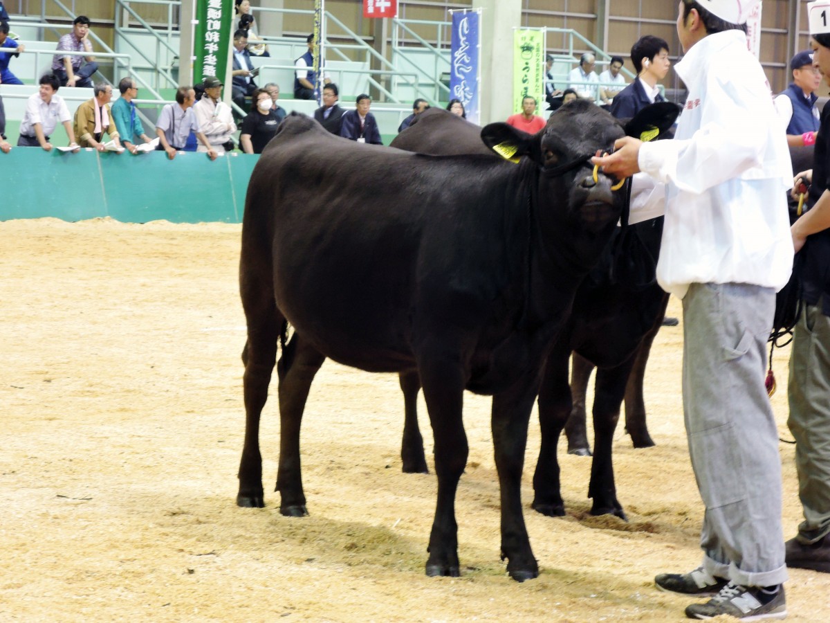 第17回北海道総合畜産共進会19 肉用牛部門 で好成績を獲得 酪農学園大学 農食環境学群 獣医学群
