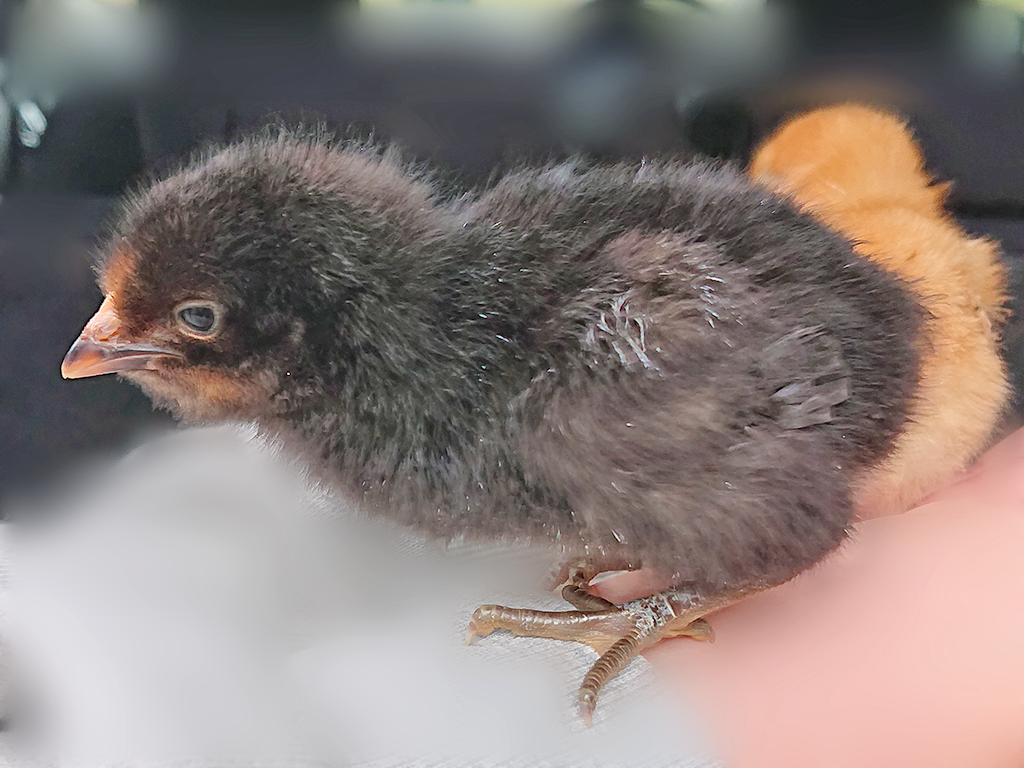元野幌農場に北海地鶏のヒナ導入 酪農学園大学 農食環境学群 獣医学群